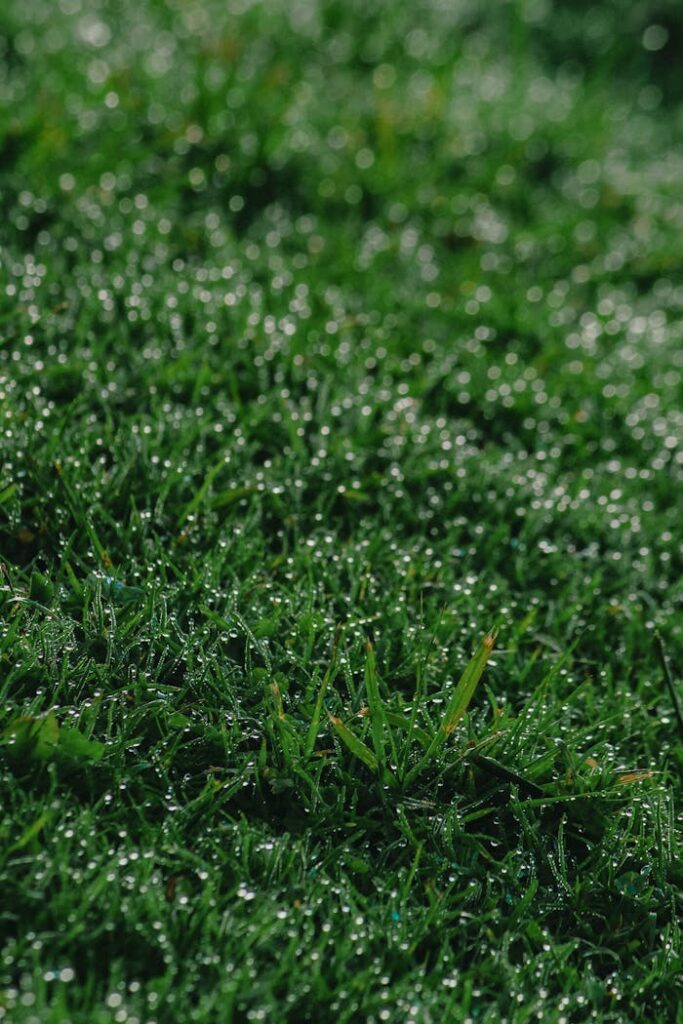 Mastering the First Impression: Your intriguing post title goes here Vibrant green grass covered in sparkling dewdrops after rain, creating a fresh and natural scene.