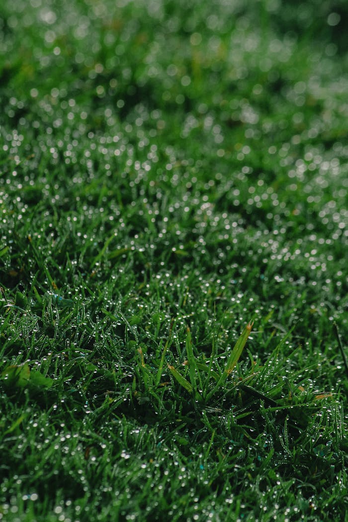 Mastering the First Impression: Your intriguing post title goes here Vibrant green grass covered in sparkling dewdrops after rain, creating a fresh and natural scene.