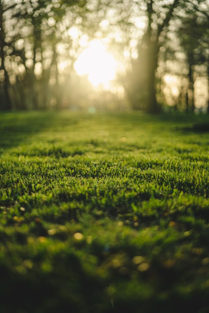 The Art of Drawing Readers In: Your attractive post title goes here Sunlight filters through trees to illuminate a lush, green forest lawn in the morning.